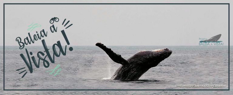 Baleia Vista Em Ilhabela Saiba Como Agir Ao Ver Uma Baleia Ou Golfinho