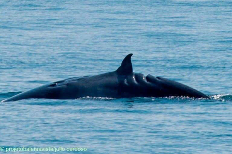 Baleia Tropical Bryde Avistada Em Ilhabela Descubra Tudo Sobre Essa