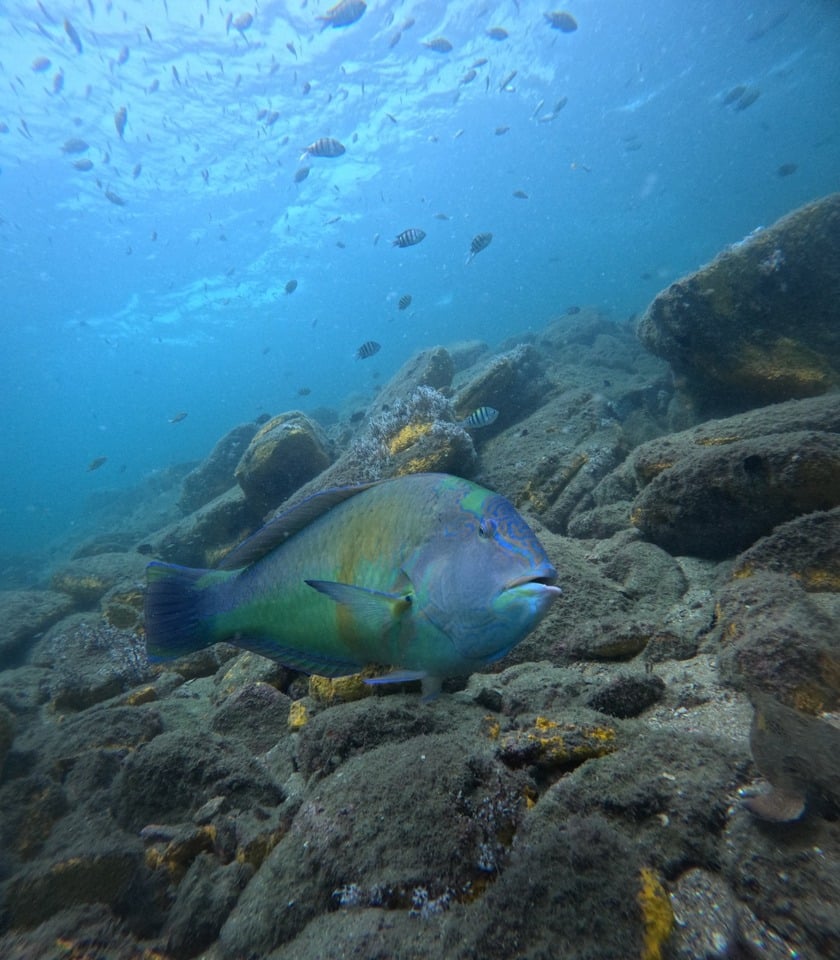 Peixe e vida marinha em Ilhabela - Mergulho certificado, batismo, discovery e cursos - Aquáticos Ilhabela