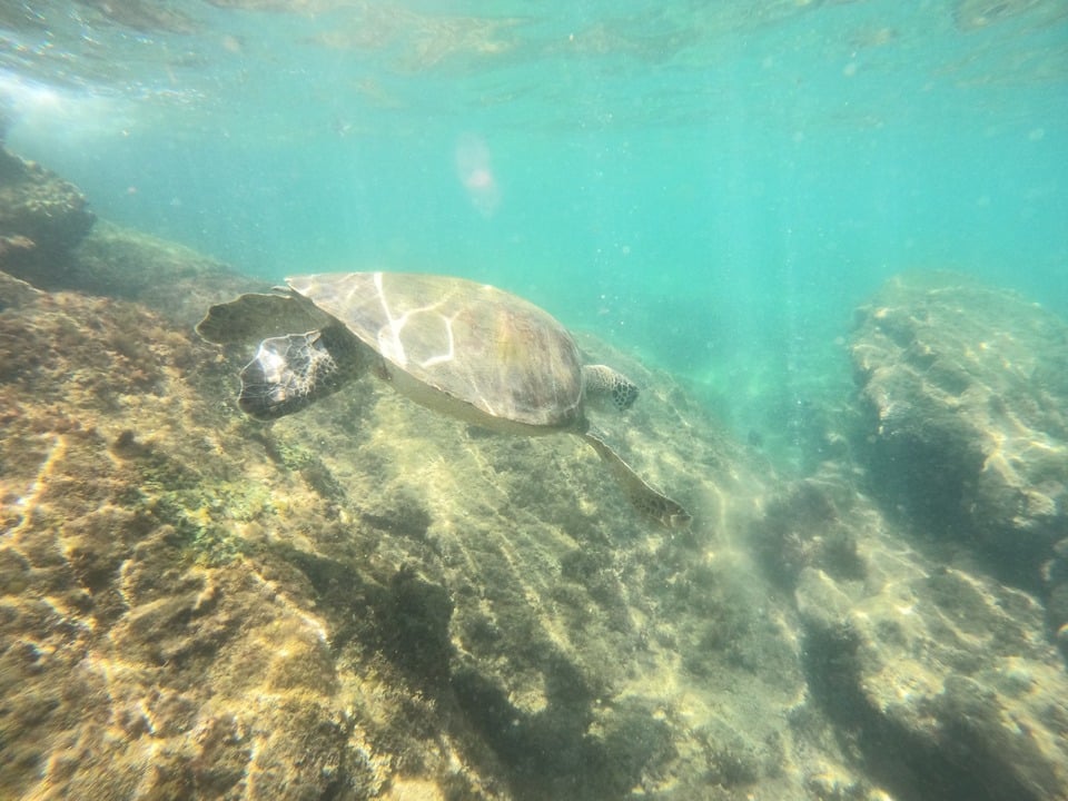 Tartaruga marinha em Ilhabela (Foto: Aquáticos Ilhabela)