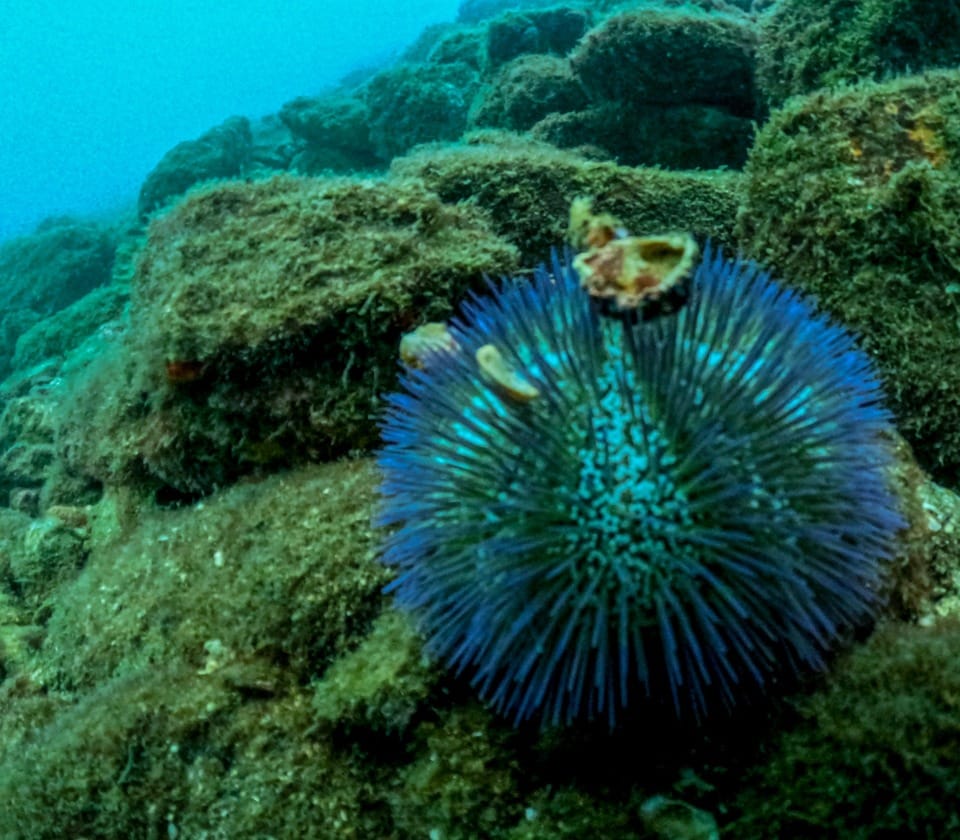 Vida marinha - Mergulho em Ilhabela (Foto: Aquáticos Ilhabela)